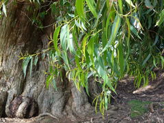 Eriococcus coriaceus