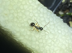 Polyrhachis femorata