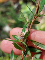 Leptospermum grandifolium