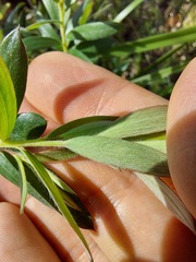 Leptospermum grandifolium