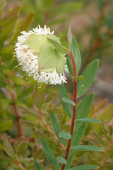 Pimelea stricta