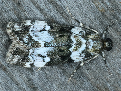 Eudonia protorthra