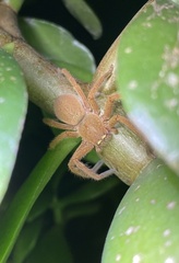 Neosparassus diana