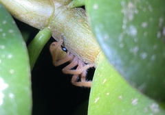 Neosparassus diana