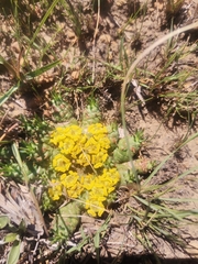 Euphorbia flanaganii