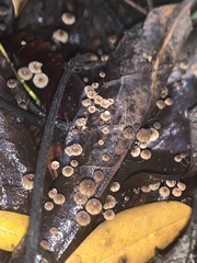 Cryptomarasmius corbariensis