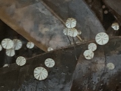 Cryptomarasmius corbariensis