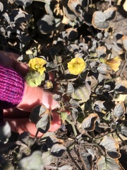 Physalis crassifolia