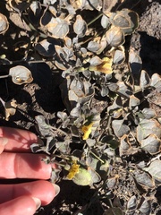 Physalis crassifolia