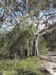 Hakea gibbosa