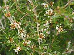 Grevillea australis