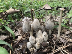Coprinopsis strossmayeri