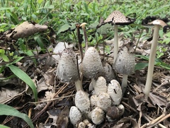 Coprinopsis strossmayeri