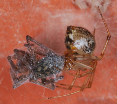 Parasteatoda tepidariorum