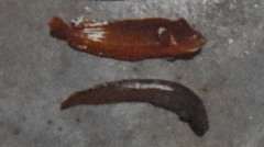 Cebidichthys violaceus