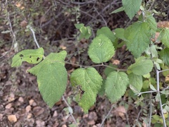 Celtis reticulata