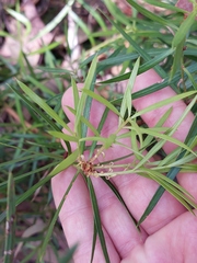 Podocarpus spinulosus