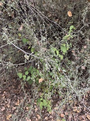 Celtis reticulata