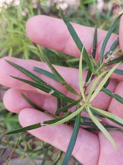 Podocarpus spinulosus