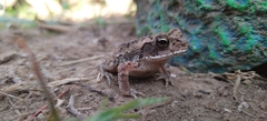 Incilius mazatlanensis