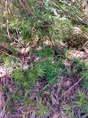 Podocarpus spinulosus