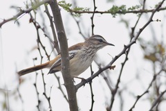 Cercotrichas leucophrys