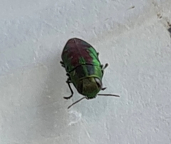 Melobasis purpurascens