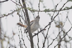 Cercotrichas leucophrys
