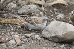 Passer rufocinctus