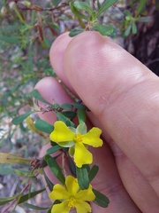 Hibbertia monogyna