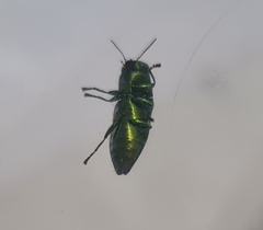 Melobasis purpurascens