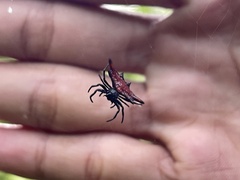 Gasteracantha diardi
