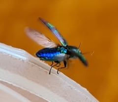 Melobasis purpurascens