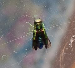 Melobasis purpurascens