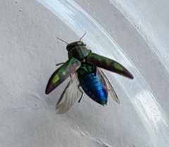 Melobasis purpurascens