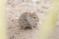 Arvicanthis niloticus