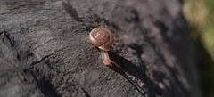 Polygyra cereolus