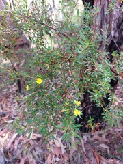 Hibbertia monogyna