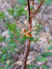 Hibbertia nitida