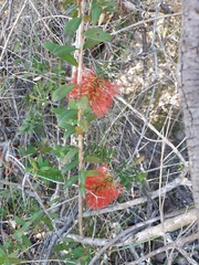 Melaleuca hypericifolia