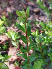 Hibbertia nitida