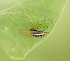 Poecilohetaerus aquilus