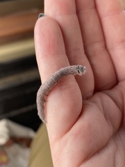 Ophiusa tirhaca