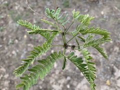 Prosopis velutina