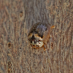 Paropsisterna m-fuscum