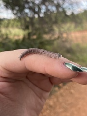 Ophiusa tirhaca