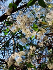 Clematis glycinoides