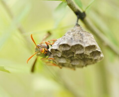 Polistes humilis humilis