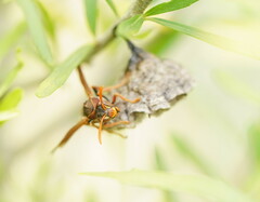 Polistes humilis humilis