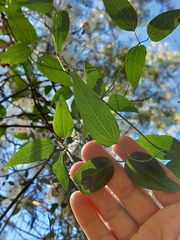 Clematis glycinoides